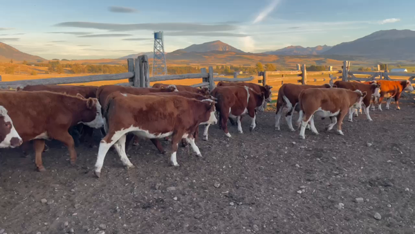 Lote 50 Novillo Engorda en Coyhaique, XI Región Aysén