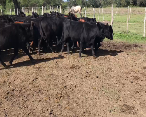 Lote 50 Terneros/as en Raices Oeste, Entre Ríos