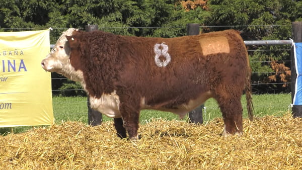8 -  41324 — TOROS P. HEREFORD PURO REGISTRADO