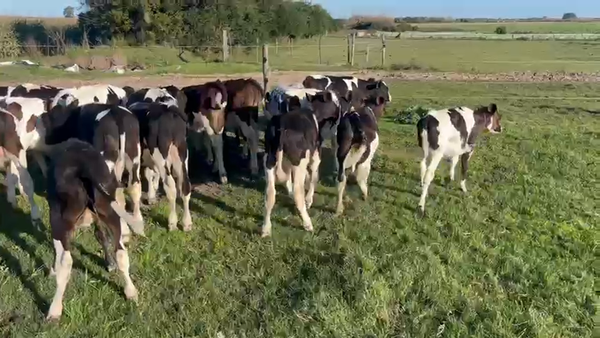 Lote 14 Terneros, San José