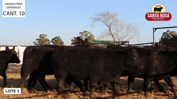 Lote VAQUILLONAS PREÑADAS SANTA ROSA
