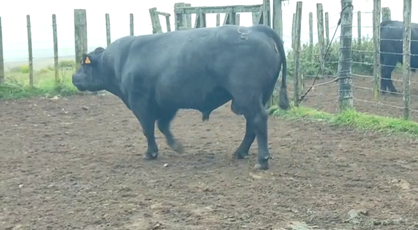 Lote Angus -Roca Negra