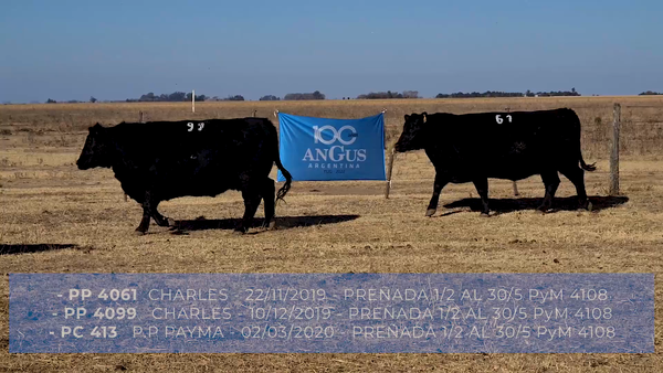 Lote VAQUILLONA ANGUS CABAÑA PAYMA