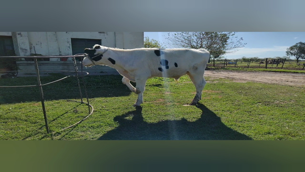 Lote Toros - Establecimiento Dante Albrecht