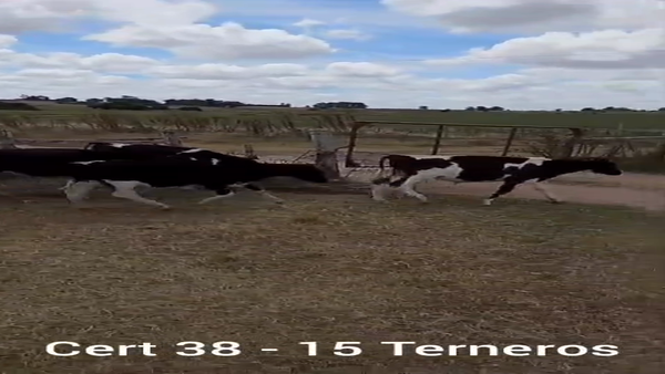 Lote TERNEROS
