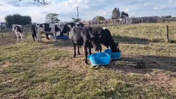 Lote 7 Novillos, San José