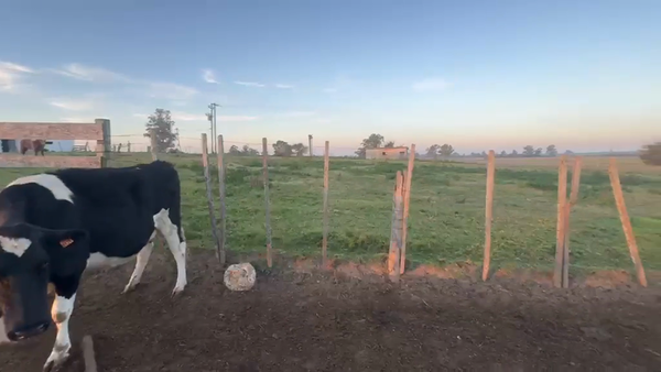 Lote 2 VACA LECHERA