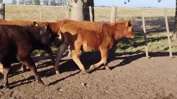 Lote 70 TERNS MACHOS, TANDIL, PCIA. DE BS. AS.