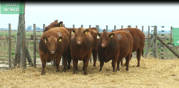 Lote VAQUILLONAS GENERALES 15 MESES - PREÑADAS - PARICION PRIMAVERA