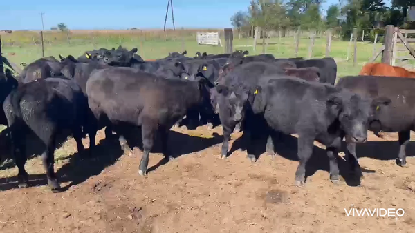 Lote 27 Terneros/as en Gral. Paz, Buenos Aires