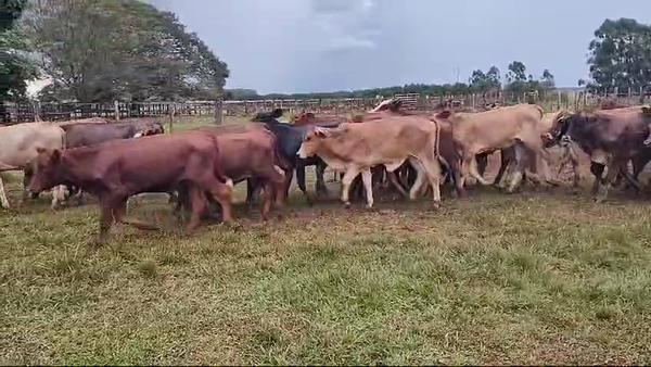 Lote 120 Terneras en Virasoro, Corrientes