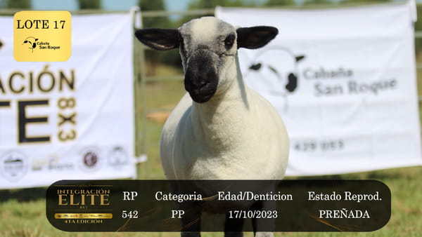 Lote LOTE 17