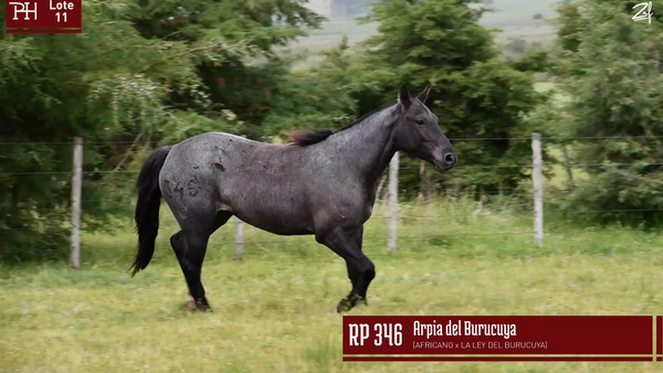 Lote ARPIA DEL BURUCUYA