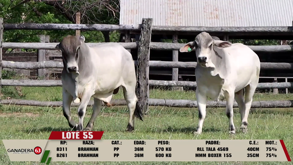 Lote LOTE 55