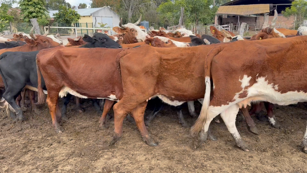 Lote 55 Vacas p/ invernar