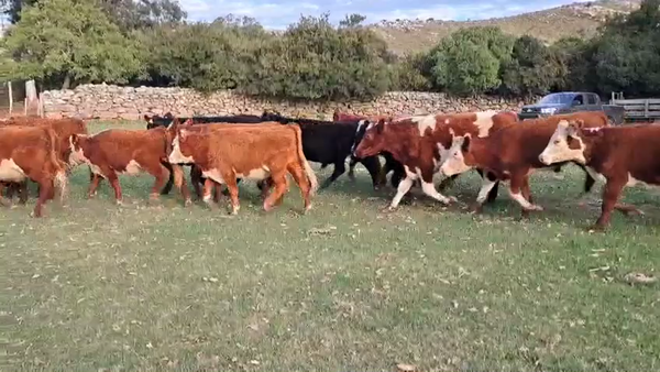 Lote Novillos 2 a 3 años