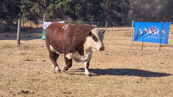 Lote TORO P. HEREFORD CABAÑA PAYMA