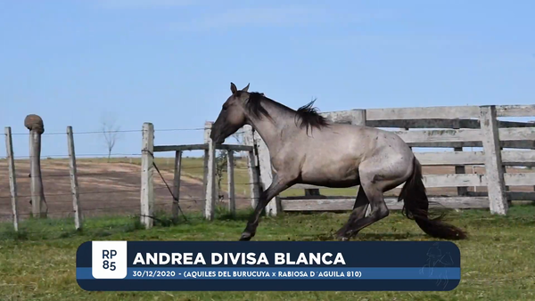 Lote ANDREA DIVISA BLANCA
