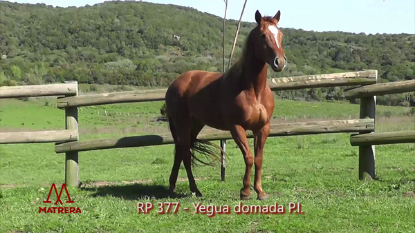 Lote MATRE KOKO FLECHILLA