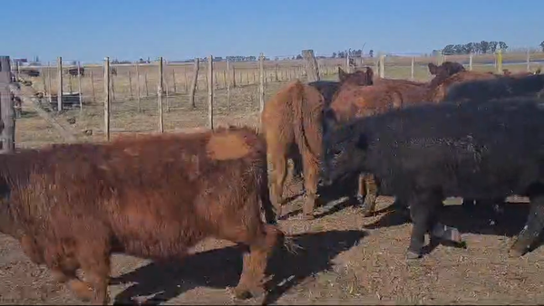 Lote 65 Terneros en Las Flores, Buenos Aires