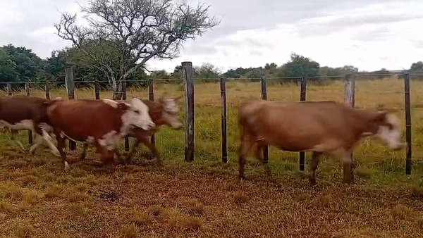 Lote 32 Vacas de invernar