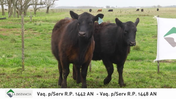 Lote Ternera