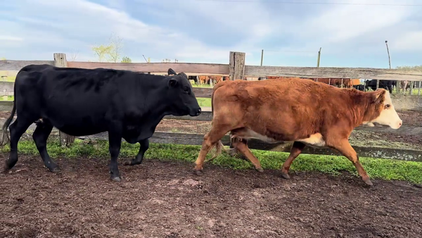 Lote VACAS PREÑADAS