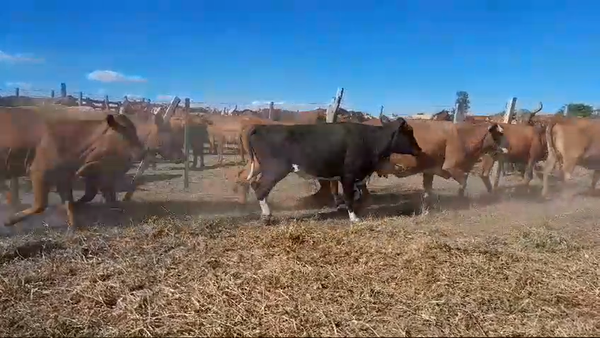 Lote 35 Vacas nuevas Preñadas
