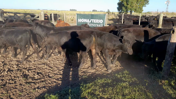 Lote 113 Terneros en Benito Juárez