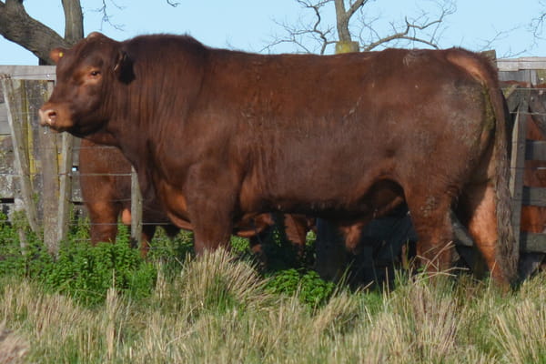 573 — TOROS PP 3 años