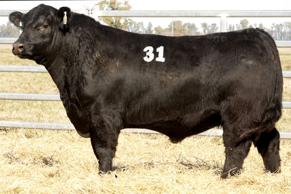 31 — TOROS ANGUS PUROS CONTROLADOS