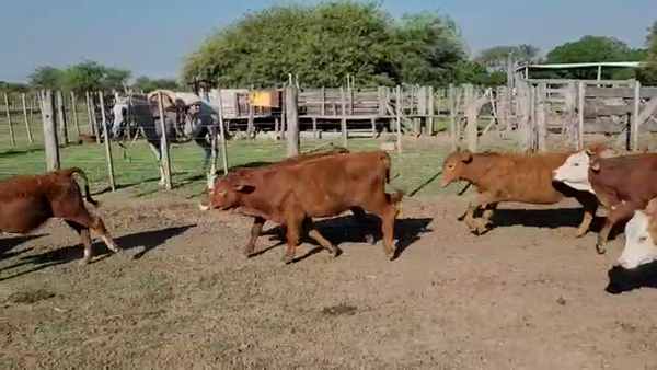 Lote 39 Terneros/as en Santa Fe, San Cristóbal
