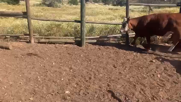  25 Ternera en Colina, Región Metropolitana