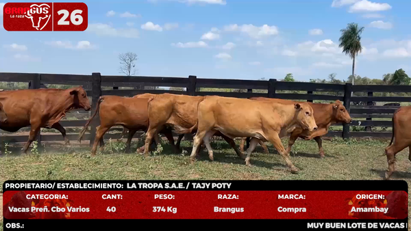 Lote LOTE 26 - POR PANTALLA