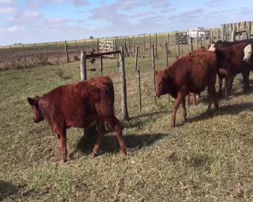 Lote 70 TERNS. MACHOS, EN CNEL. PRINGLES, PCIA.DE BS. AS.