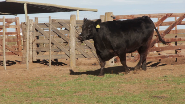 Lote VACAS PURAS DE PEDIGREE
