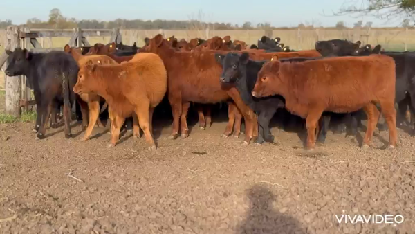 Lote 34 Terneras