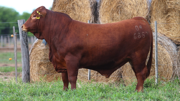Lote LOTE 85