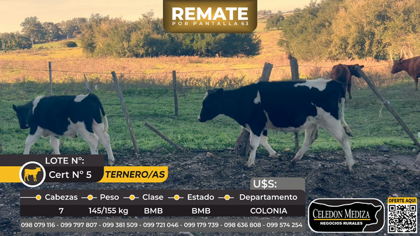 Lote 7 Terneros y Terneras en Paso Antolín, Colonia