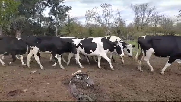 Lote (Vendido)9 Industria HOLANDO 500kg -  en AGRACIADA