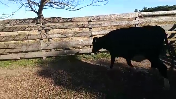 Lote 2 Piezas de cría 430kg - , San José