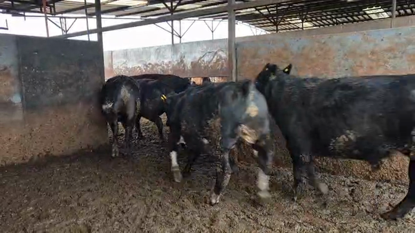 Lote 20 Novillo Gordo en Linares, VII  Región Maule