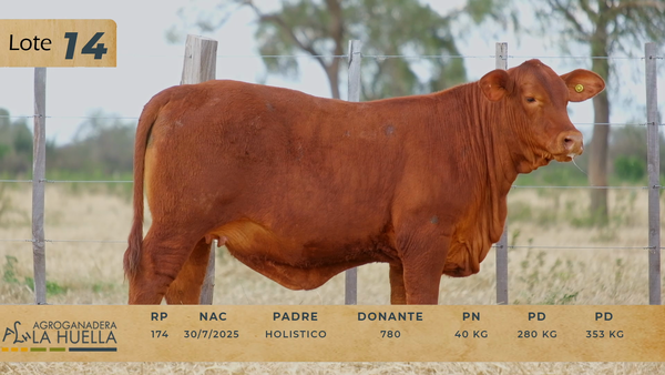 Lote LOTE 14