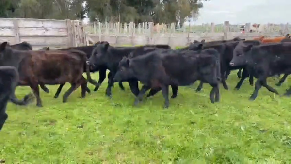 Lote 65 Terneras