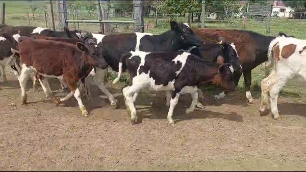 Lote (Vendido)18 Terneras Holando 120kg -  en Ruta 3 Km 75