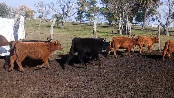 Lote 60 Terneros