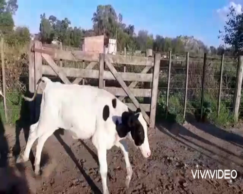 Lote 70 Terneros en Gral. Belgrano, Buenos Aires