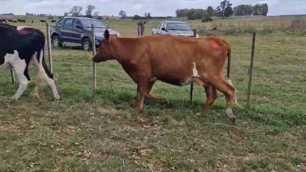 Lote 2 Vaca, San José