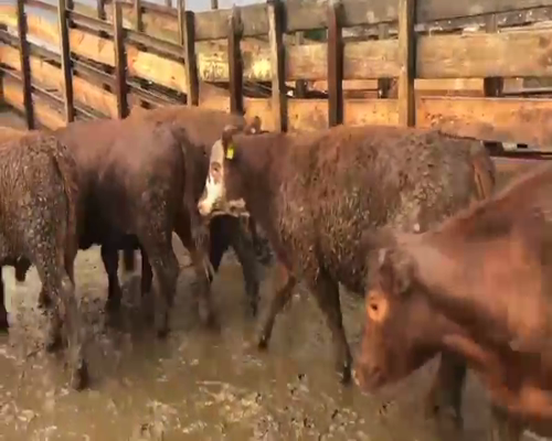 Lote 20 Novillo Gordo en Los Ángeles, VIII Región Biobío