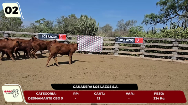 Lote LOTE 2- EN VIVO